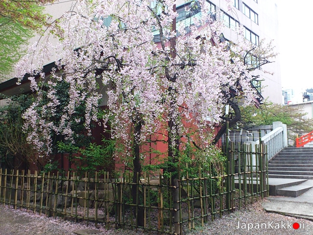 Hanazono-Shrine-4-Sakura