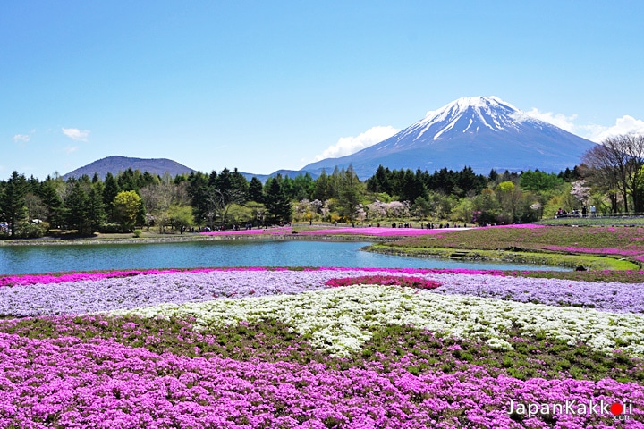 Fuji Shibazakura
