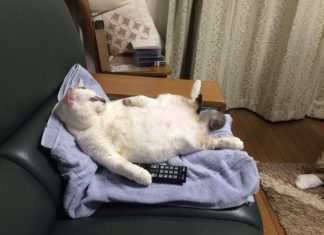 เลี้ยงแมวอยู่ดีๆ กลายเป็นลุงเฉยเลย!!!