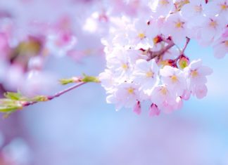 เวลาไปชมซากุระกับหนุ่มๆ ควรจะเอาอะไรไปดีถึงจะทำให้เขาประทับใจ Sakura 2015