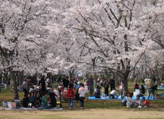 3 สถานที่ใกล้โตเกียว สำหรับชมซากุระในช่วงสงกรานต์! Sakura Sightseeing near Tokyo