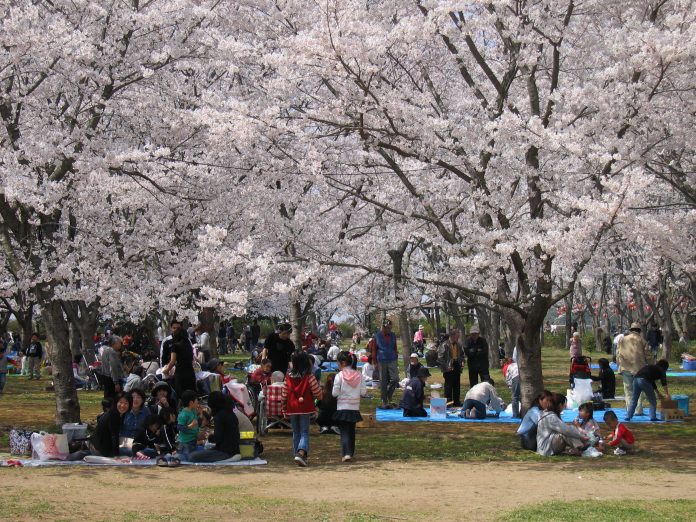 Sakura Sightseeing near Tokyo