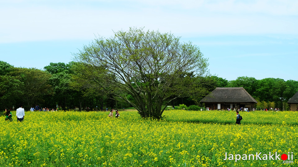 Hitachi Seaside Park Ibaraki