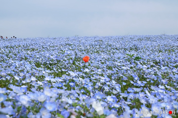 Orange Flower among Blue Flowers