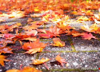 พยากรณ์ใบไม้เปลี่ยนสีปี 2018 ที่ญี่ปุ่นและจุดชมใบไม้เปลี่ยนสีสวยๆ ทั่วประเทศ ใบไม้เปลี่ยนสีที่นิกโก้