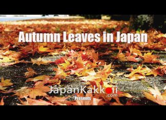 Autumn Leaves in Japan…เก็บตกภาพบรรยากาศใบไม้เปลี่ยนสีที่ญี่ปุ่น Autumn Leaves Japan