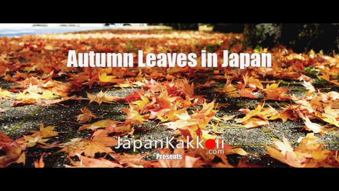 Autumn Leaves Japan