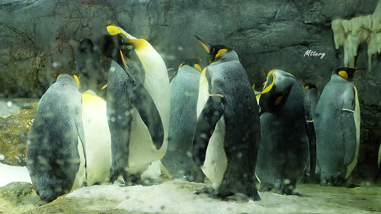 DSCF6156เพนกวินราชา (King Penguin)
