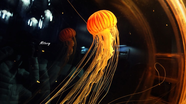 แมงกะพรุนไฟ (Brown Jellyfish)