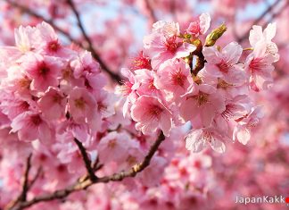 ตารางพยากรณ์ซากุระบาน 2017 ที่ญี่ปุ่น แบบละเอียดยิบ (อัพเดตล่าสุด March 30, 2017) ช่อดอกซากุระสีชมพูสด