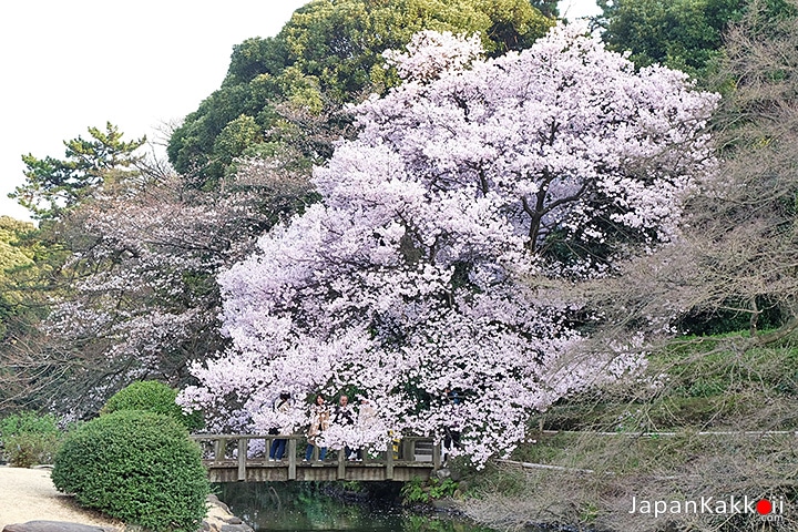 ต้นซากุระกับสะพานไม้