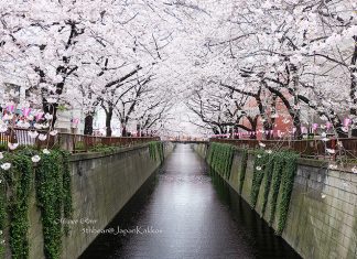 ตารางพยากรณ์ซากุระบาน 2018 ที่ญี่ปุ่น แบบละเอียดยิบ (อัพเดตล่าสุด April 2, 2018) พยากรณ์ซากุระบาน 2018 ที่ญี่ปุ่น