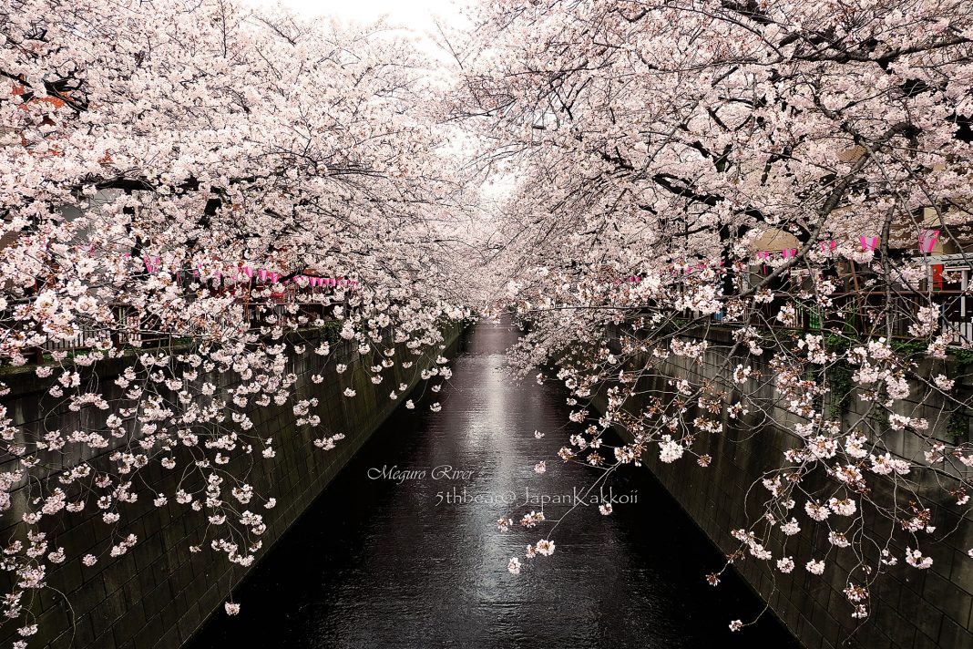 Meguro River Sakura