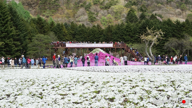 Fuji-Shibazakura-Festival