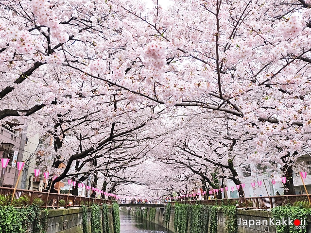 ซากุระที่โตเกียว (Tokyo)