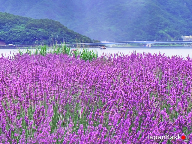 ทุ่งลาเวนเดอร์ที่คาวากุจิโกะ (Kawaguchiko)