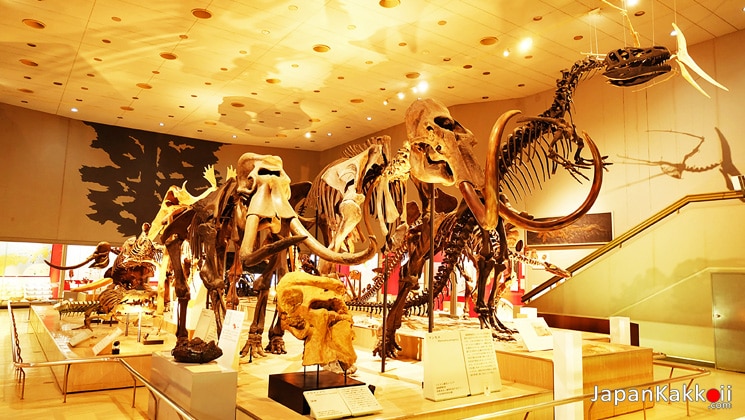 Osaka Museum Of Natural History