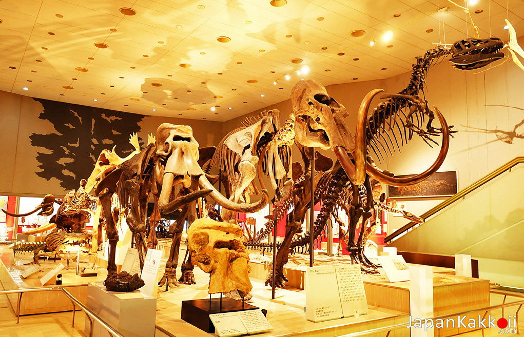 Osaka Museum Of Natural History
