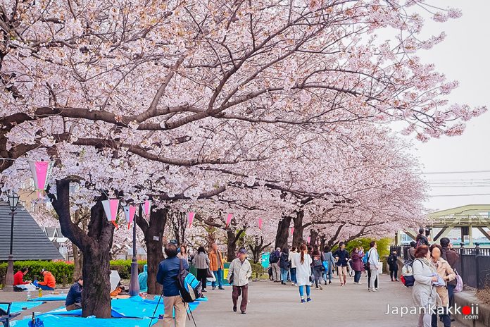 สวนสาธารณะสุมิดะ (Sumida Park) จุดชมซากุระย่านอาซากุสะ (Asakusa)