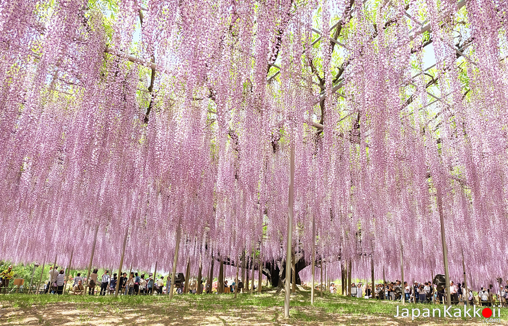 ดอกวิสทีเรีย (Wisteria) Ashikaga Flower Park