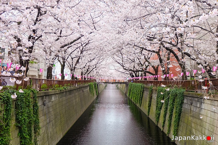 ซากุระที่แม่น้ำเมกุโระ (Meguro River)