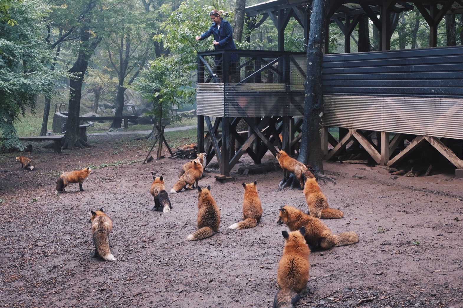 foxvillage นานาสาระเกี่ยวกับญี่ปุ่นและการท่องเที่ยวญี่ปุ่น