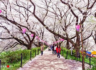 ตารางพยากรณ์ซากุระบาน 2019 ที่ญี่ปุ่น แบบละเอียดยิบ (อัพเดตล่าสุด April 15, 2019) ตารางพยากรณ์ซากุระบาน 2019 ที่ญี่ปุ่น