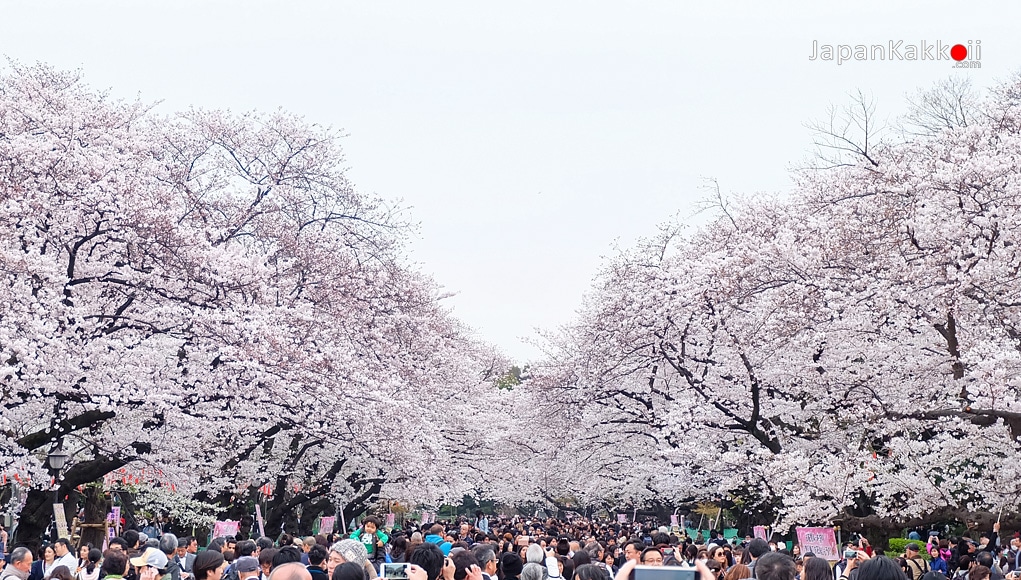 รีวิว] สวนอุเอโนะ (Ueno Park) ชมอุโมงค์ซากุระที่สวนใจกลางโตเกียว
