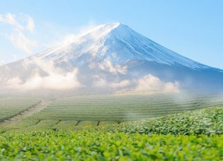 วิธีการชงชาและการดื่มชาเขียวญี่ปุ่นให้อร่อย ได้รสชาติดียิ่งขึ้น ชาเขียวและภูเขาไฟฟูจิ