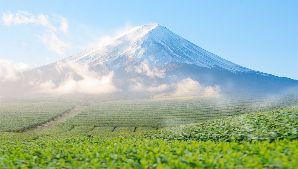 ชาเขียวและภูเขาไฟฟูจิ