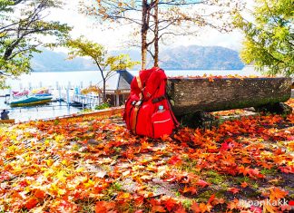 ตารางพยากรณ์ใบไม้เปลี่ยนสี 2018 ที่ญี่ปุ่น แบบละเอียดยิบ (อัพเดตล่าสุด Nov 6, 2018) พยากรณ์ใบไม้เปลี่ยนสีที่ญี่ปุ่น