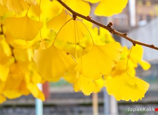 ตารางพยากรณ์ใบแปะก๊วยเปลี่ยนสี 2018 ที่ญี่ปุ่น (อัพเดตล่าสุด Sep 5, 2018)