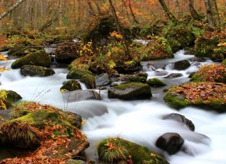 ตารางพยากรณ์ 16 จุดชมใบไม้เปลี่ยนสีจังหวัดอาโอโมริ (Aomori) ปี 2018 แบบละเอียดสุดๆ (อัพเดตล่าสุด Oct 8, 2018) ใบไม้เปลี่ยนสีจังหวัดอาโอโมริ (Aomori)