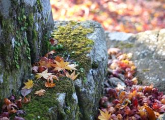 ตารางพยากรณ์ 16 จุดชมใบไม้เปลี่ยนสีจังหวัดไซตามะ (Saitama) ปี 2018 แบบละเอียดสุดๆ (อัพเดตล่าสุด Oct 1, 2018) จุดชมใบไม้เปลี่ยนสีจังหวัดไซตามะ (Saitama)