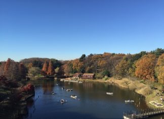 ตารางพยากรณ์ 15 จุดชมใบไม้เปลี่ยนสีจังหวัดชิบะ (Chiba) ปี 2018 แบบละเอียดสุดๆ (อัพเดตล่าสุด Oct 5, 2018) ใบไม้เปลี่ยนสีจังหวัดชิบะ (Chiba)