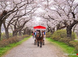 ตารางพยากรณ์ซากุระบาน 2020 ที่ญี่ปุ่น แบบละเอียดยิบ (อัพเดตล่าสุด Feb 27, 2020) คิตะคามิ เทนโชจิ (Kitakami Tenshochi / 北上展勝地)