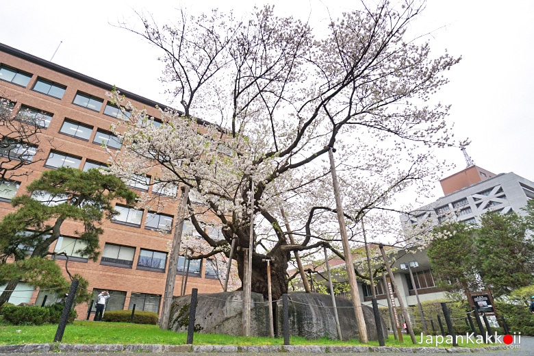 Rock-breaking Cherry Tree / Ishiwarizakura (石割桜)