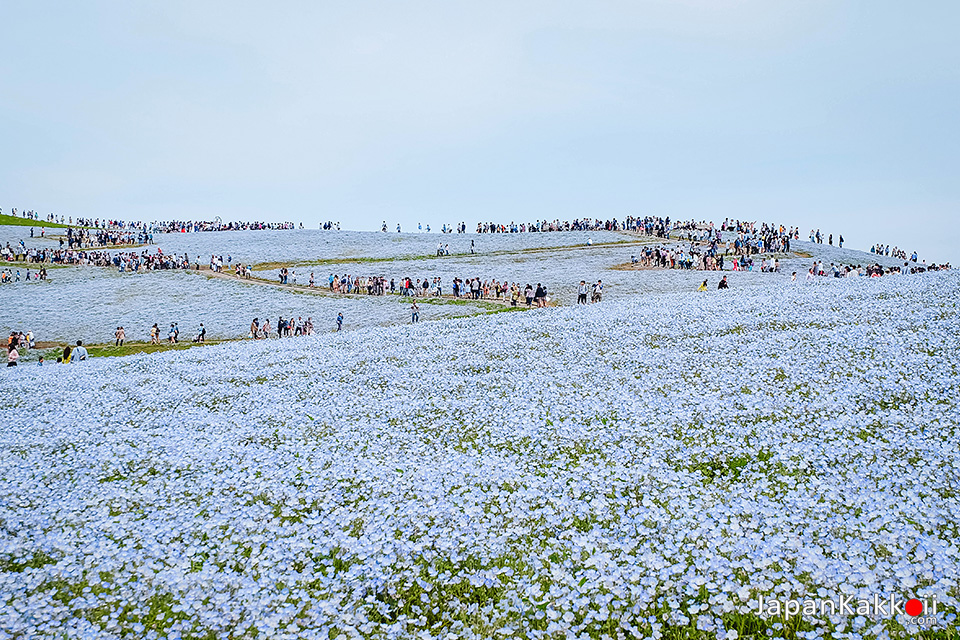สวนฮิตาชิ ซีไซด์ พาร์ค (Hitachi Seaside Park / 国営ひたち海浜公園)