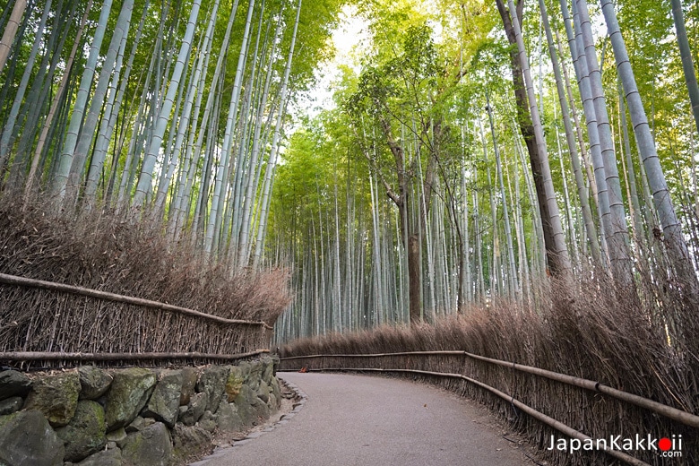 สวนป่าไผ่เกียวโต (Kyoto)