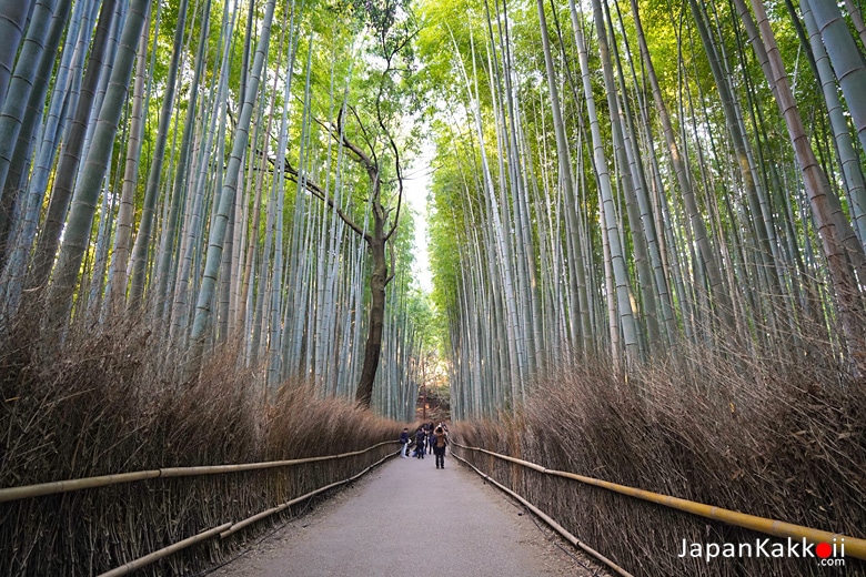 ป่าไผ่อาราชิยาม่า (Arashiyama Bamboo Grove)