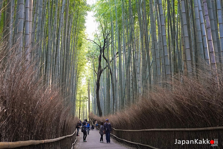 ป่าไผ่ (Bamboo Forest)