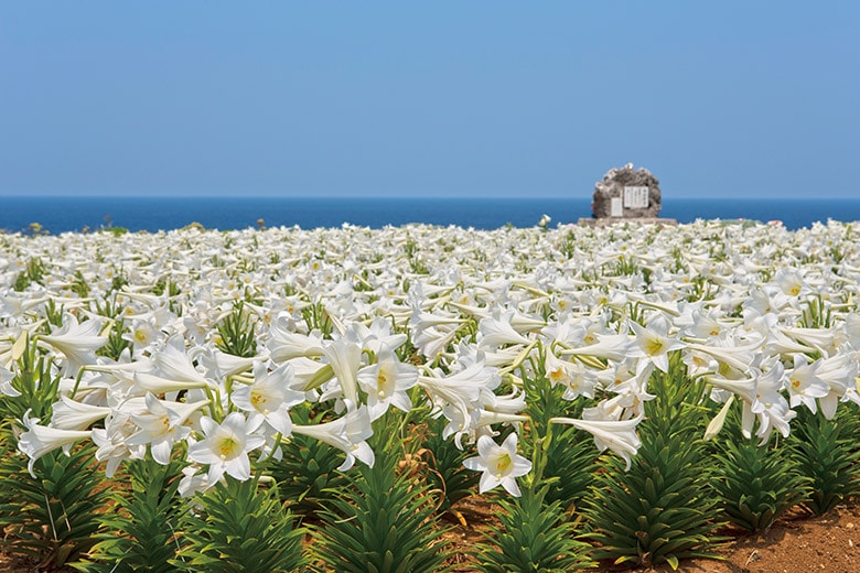 Iejima Lily Festival