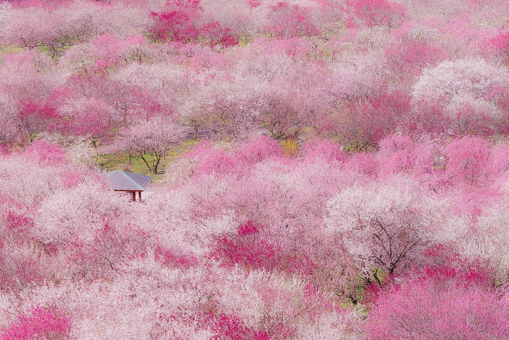 Inabe City Agricultural Park