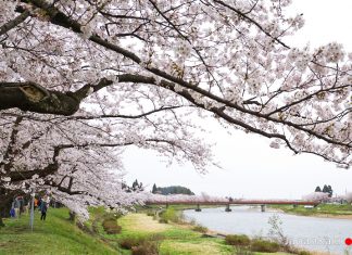 ตารางพยากรณ์ซากุระบาน 2022 ที่ญี่ปุ่น แบบละเอียดยิบ (อัปเดตล่าสุด Mar 10, 2022) พยากรณ์ซากุระบาน 2022 ที่ญี่ปุ่น