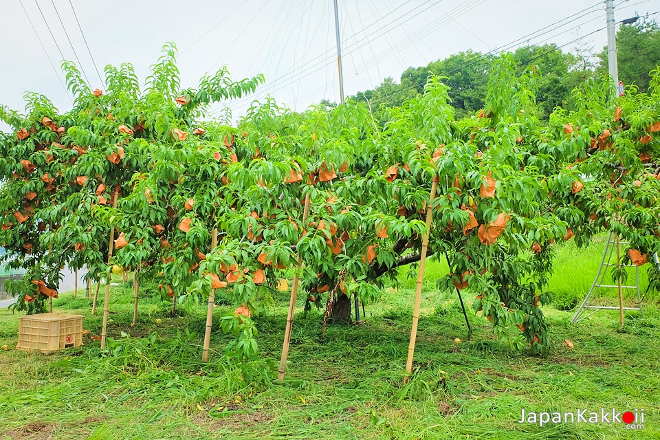 สวนผลไม้โทโมมิเอ็น (Tomomien Fruit Farm / 桃茂実苑)