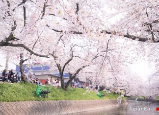 ตารางพยากรณ์ซากุระบาน 2023 ที่ญี่ปุ่น แบบละเอียดยิบ (อัปเดต Mar 9, 2023) พยากรณ์ซากุระบาน 2023 ที่ญี่ปุ่น