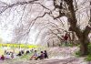 ความพิเศษของเทศกาลฮานามิ (Hanami) พร้อมข้อควรรู้ในการชมซากุระที่ญี่ปุ่น เทศกาลฮานามิ (Hanami) ชมซากุระญี่ปุ่น