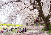 ความพิเศษของเทศกาลฮานามิ (Hanami) พร้อมข้อควรรู้ในการชมซากุระที่ญี่ปุ่น เทศกาลฮานามิ (Hanami) ชมซากุระญี่ปุ่น