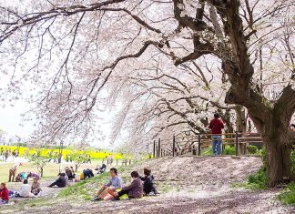 ความพิเศษของเทศกาลฮานามิ (Hanami) พร้อมข้อควรรู้ในการชมซากุระที่ญี่ปุ่น เทศกาลฮานามิ (Hanami) ชมซากุระญี่ปุ่น