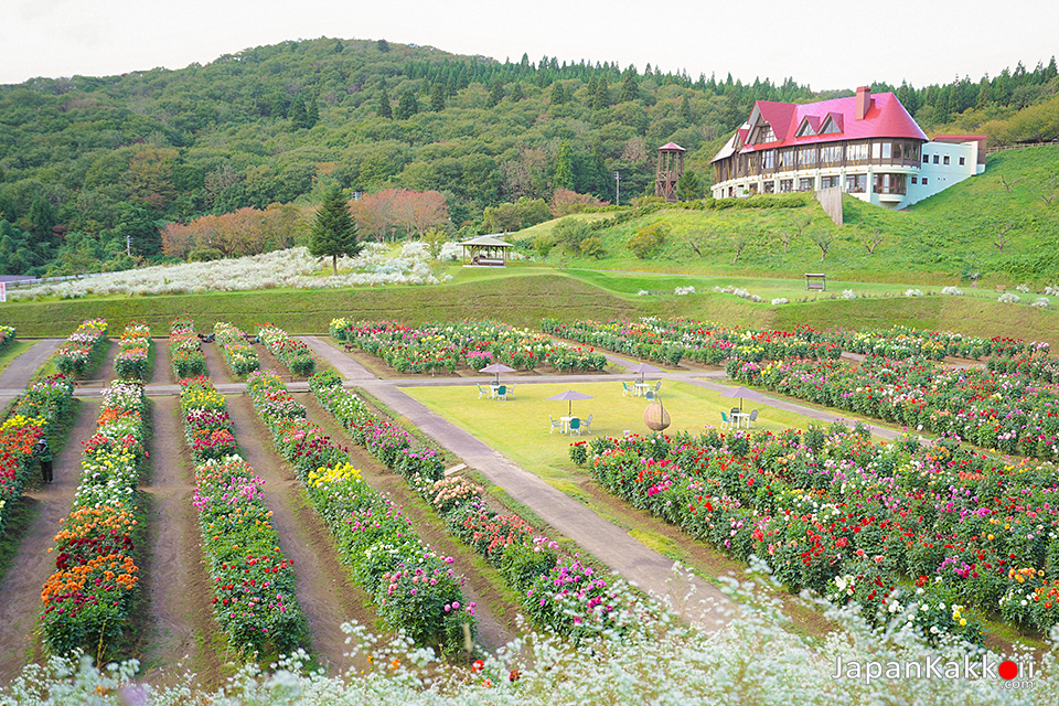 สวนดาห์เลียนานาชาติอาคิตะ (Akita International Dahlia Garden / 秋田国際ダリア園)